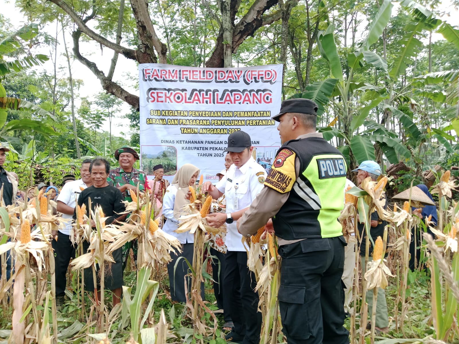 PERTANIAN: DKPP Kabupaten Pekalongan saat panen jagung program SL di demplot Desa Lambur, Kecamatan Kandangserang, Rabu (3/12/2025).