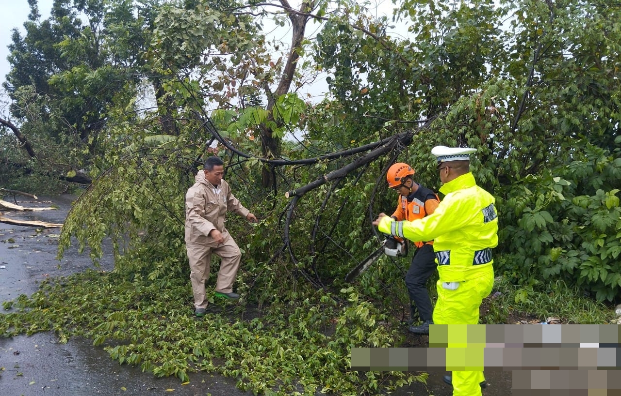 POHON TUMBANG: Petugas saat berjibaku mengevakuasi pohon tumbang menutup Jalan Raya Menjangan, Kecamatan Bojong, Kabupaten Pekalongan, Rabu (10/12/2025).
