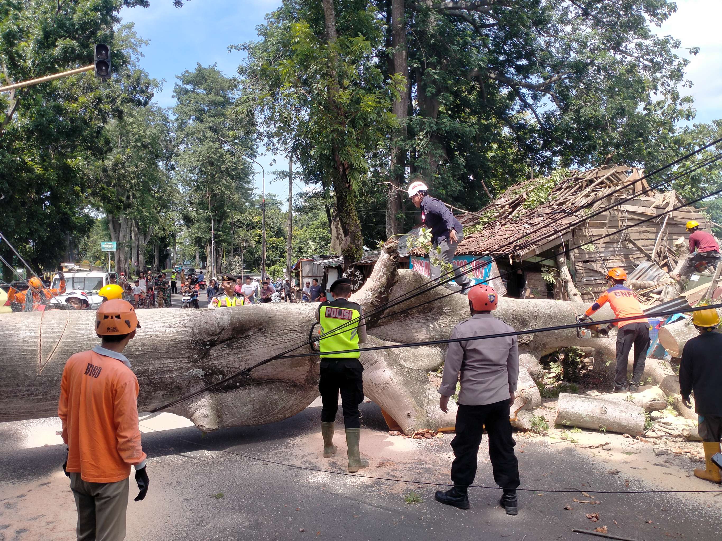 POHON ROBOH: Suasana di lokasi ketika proses evakuasi pohon roboh di jalan raya Wonopringgo-Karanganyar, Selasa (16/12/2025).