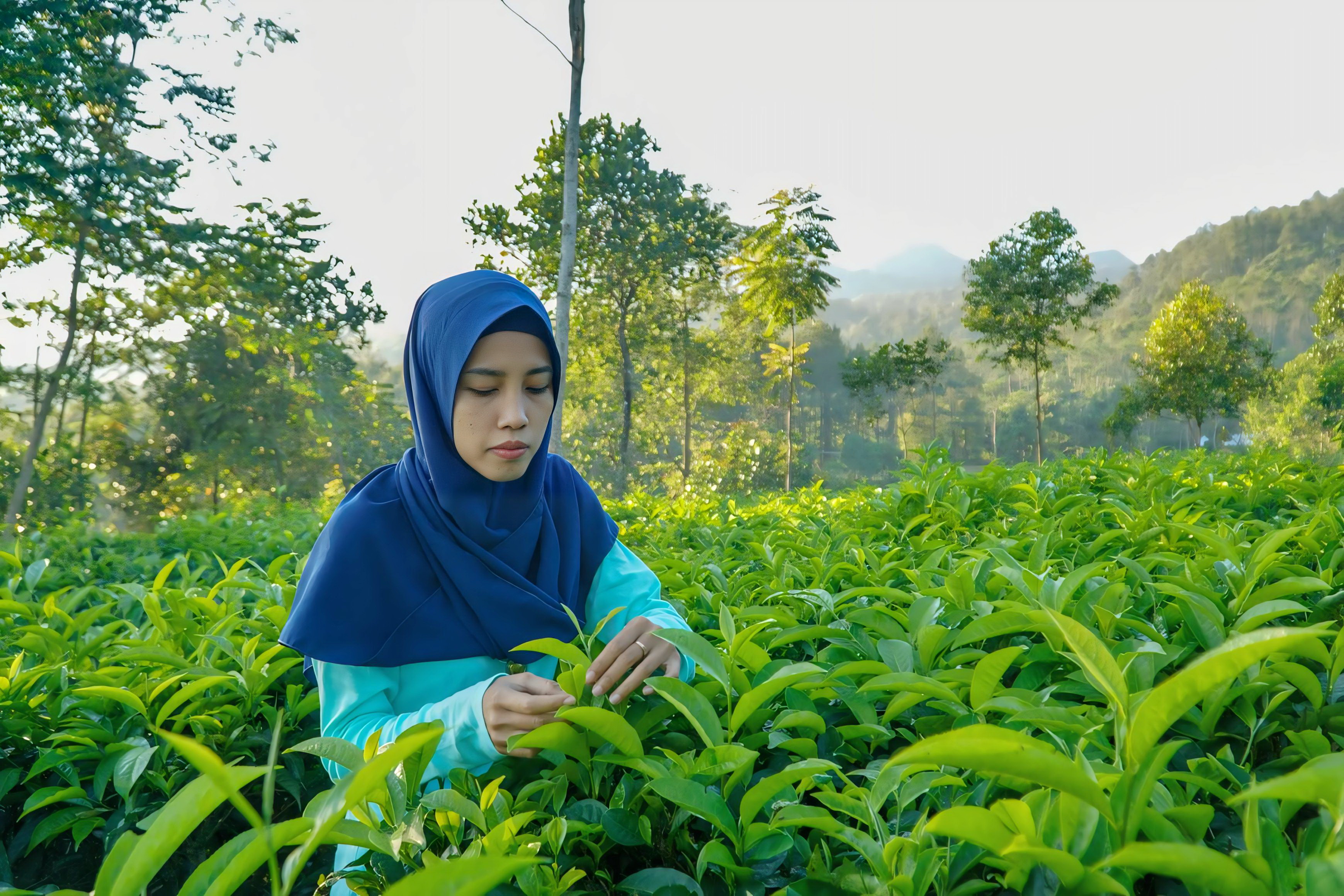 PETIK TEH - Untuk memastikan kualitas produknya sesuai dengan standar, Ratih turun langsung ke kebun teh, dan pengolah teh di Batang.