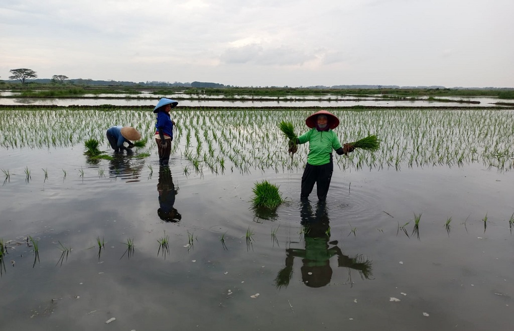 PETANI: Sejumlah petani saat beraktivitas menanam padi di areal persawahan Kecamatan Batang.
