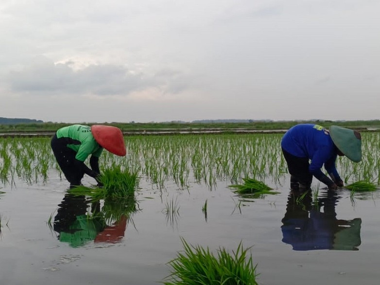 SWASEMBADA: Petani saat menanam padi di area persawahan.