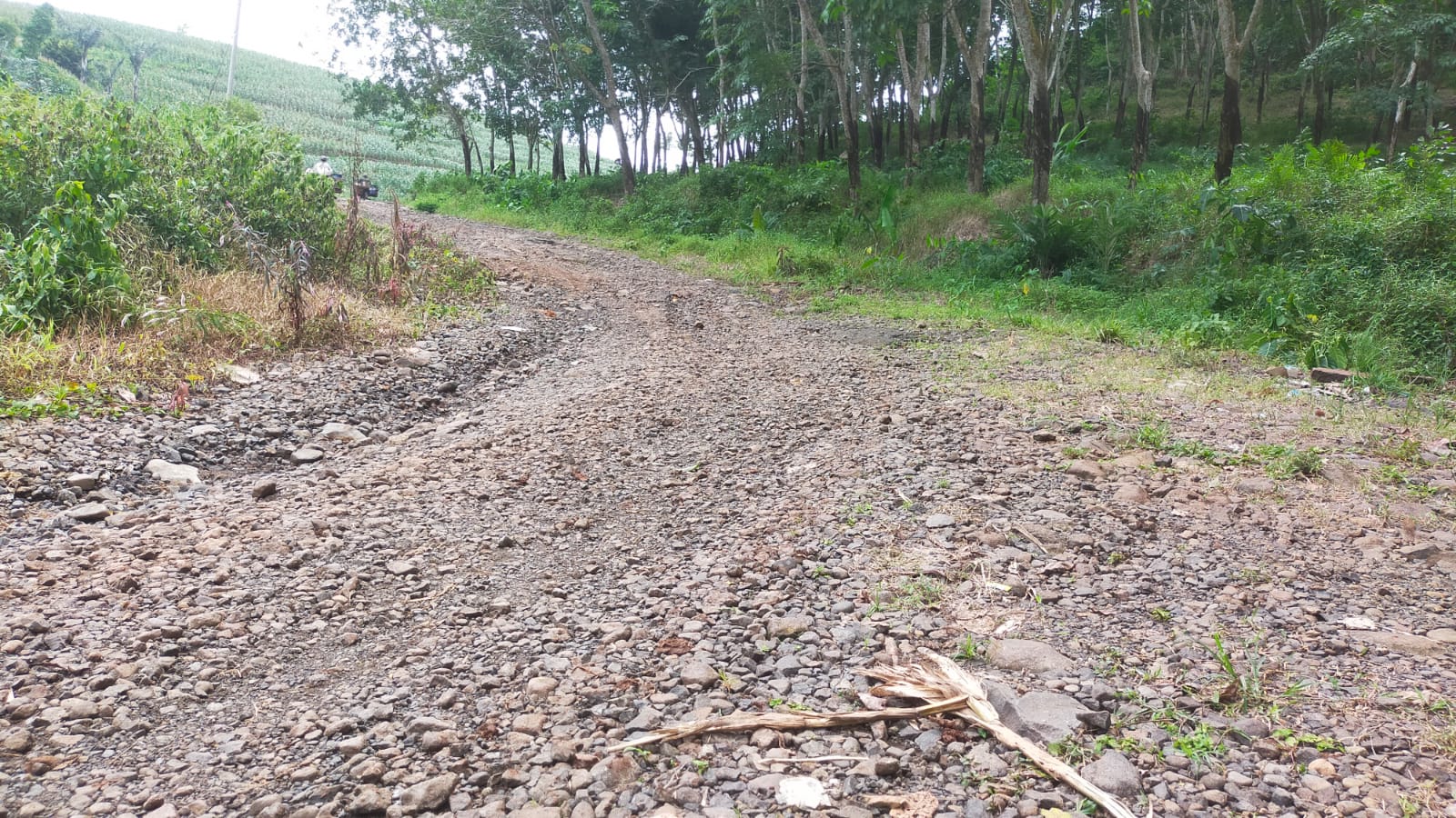 RUSAK PARAH: Kondisi jalan menuju KEK Industropolis Batang di Kecamatan Subah yang rusak parah.