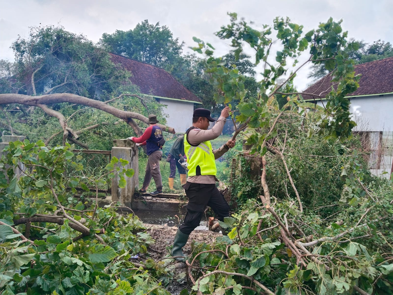POHON TUMBANG: Polisi bersama petugas PG Sragi saat melakukan pemotongan dan evakuasi pohon tumbang di area PG Sragi, Sabtu (7/2/2026).