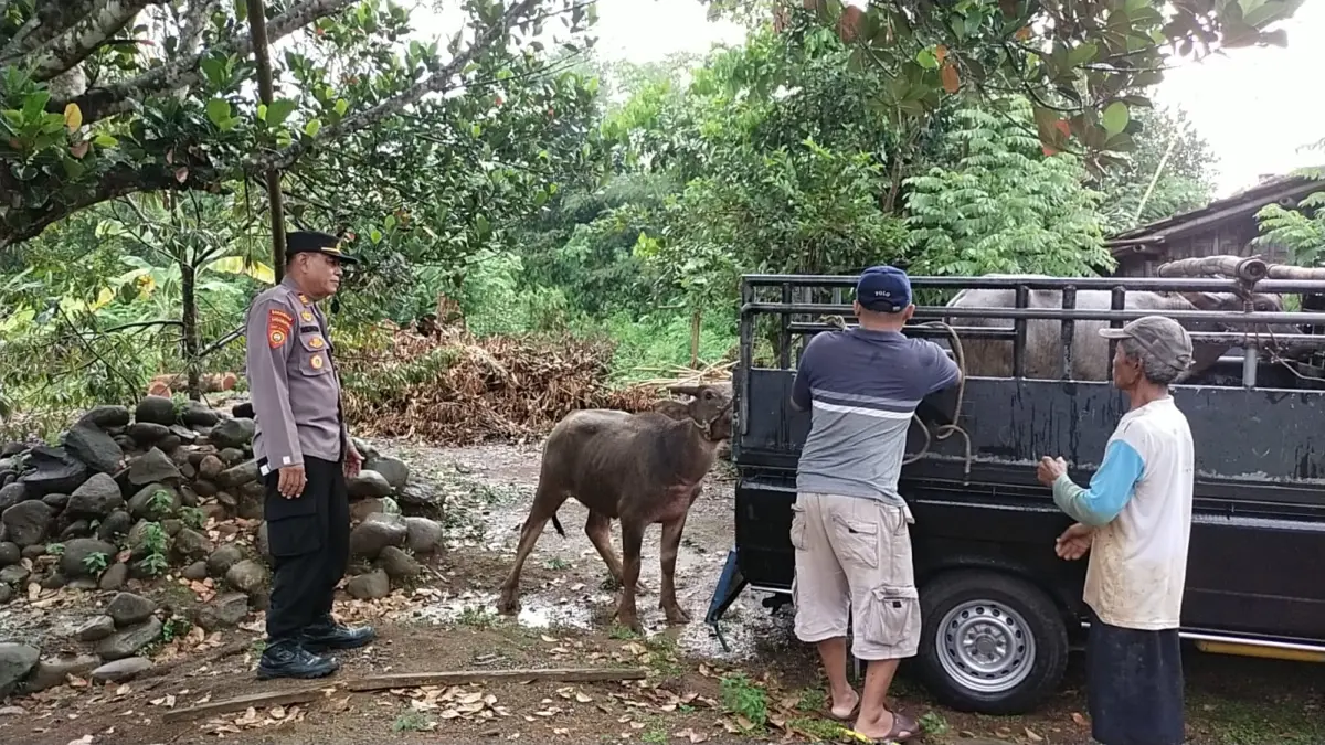 MENGAMUK : Warga bersama polisi akhirnya berhasil menenangkan dan mengevakuasi kerbau mengamuk. (DOK. PRIBADI)