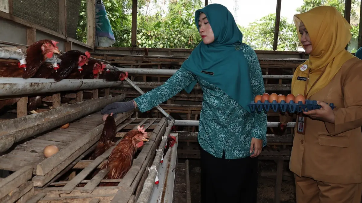 PANEN TELOR : Ketua TP PKK Kota Pekalongan Inggit Soraya didampingi Kepala Dinperpa Kota Pekalongan Lili saat panen telur omega, Selasa 21 April 2026. (LUTFI HANAFI/JAWA POS METRO PEKALONGAN)