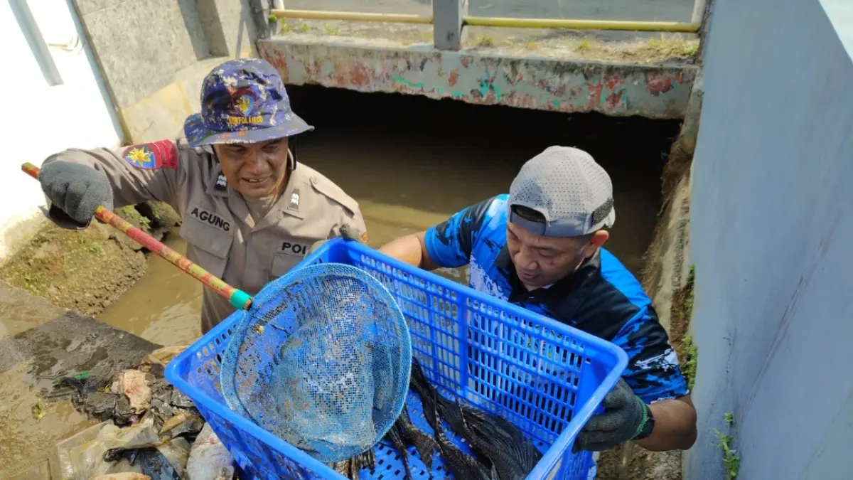 BERBURU SAPU-SAPU: Petugas saat menunjukkan ikan sapu-sapu yang diperoleh.