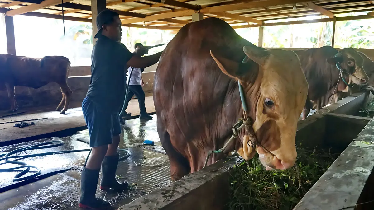 Lutfi Hanafi/Jawa Pos Metro Pekalongan
RAWAT - Sapi milik Ridwan peternak asal Kota Pekalongan ini, yang akan jadi sapi kurban Presiden Prabowo di wilayah setempat saat Idul Adha, saat dirawat karyawannya.
