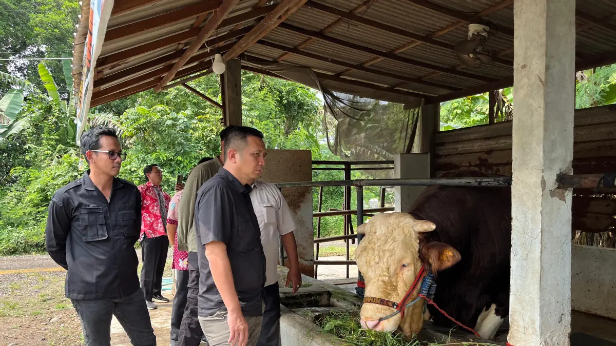 SAPI PRESIDEN: Kliwon, sapi kurban bantuan presiden saat diberi makan dan dipantau pihak Kementerian Pertanian serta DKPP Kabupaten Pekalongan, Jumat (22/5/2026).
