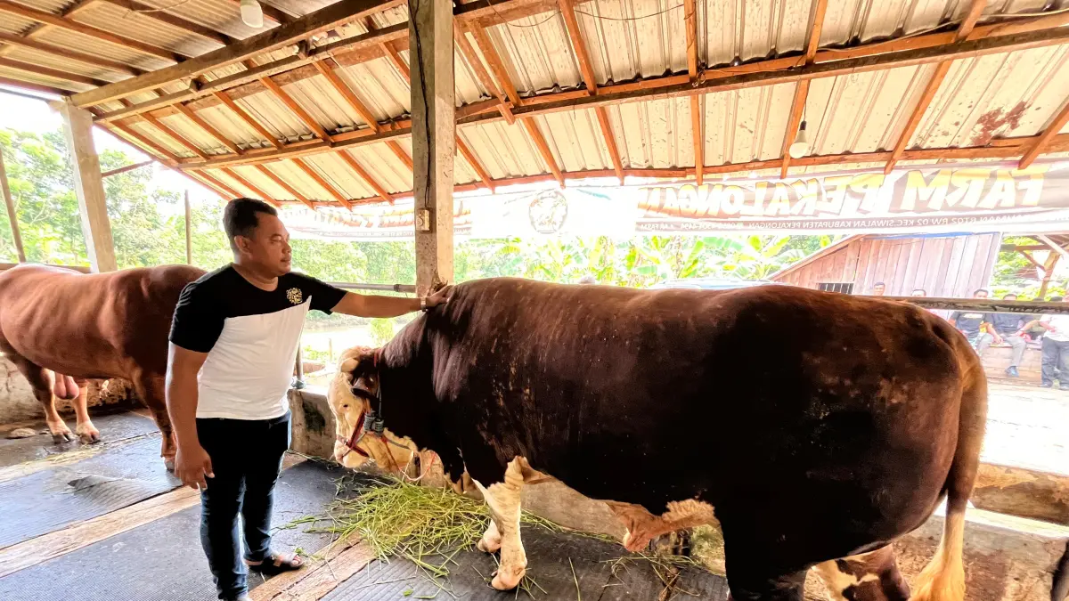 SAPI PRESIDEN: Muslimin saat mengelus Kliwon, sapi kurban bantuan Presiden Prabowo untuk Kabupaten Pekalongan. 