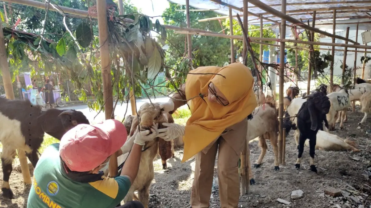 SIDAK: Pemeriksaan hewan kurban oleh dokter hewan Dispaperta Batang.