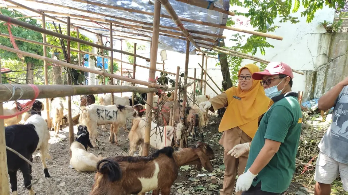 SIDAK: Pemeriksaan hewan kurban oleh dokter hewan Dispaperta Batang.
