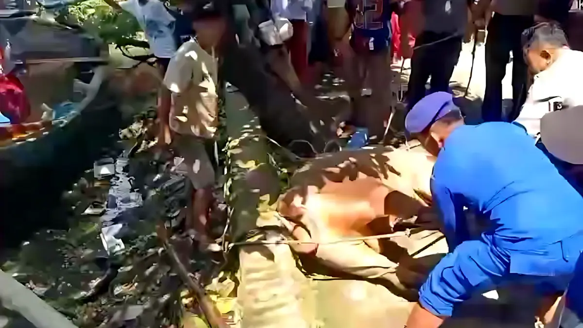 IST
SELAMATKAN SAPI - Warga Dusun Krasak Bersama anggota polisi saat selamatkan sapi kurban yang terlepas dari ikatan dan berlari liar menuju gang sempit yang berakhir di aliran Sungai Krasak, Selasa pagi (26/5/2026).