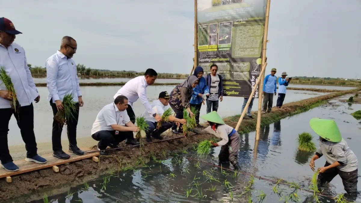 MENANAM: Bupati Batang M. Faiz Kurniawan saat menyerahkan bibit padi pada petani dalam peresmian program budidaya padi biosalin.