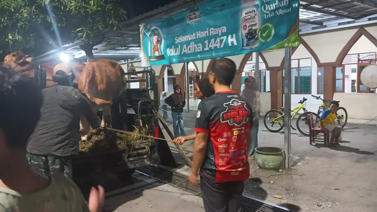 SALURKAN HEWAN KURBAN : Rais ‘Am PB JATMA ASWAJA, Maulana Habib Luthfi bin Yahya menyalurkan 80 ekor sapi kurban di sejumlah titik di Pekalongan, Cirebon, Yogyakarta, hingga Lombok.