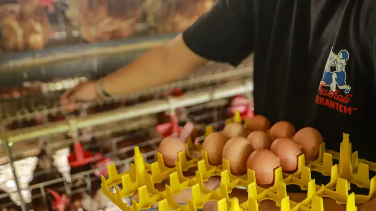 Peternak mengumpulkan telur dari ayam ras petelur di Peternakan Bumdes Karya Mandiri, Kalisuren, Kabupaten Bogor, Jawa Barat. (Salman Toyibi/Jawa Pos)
