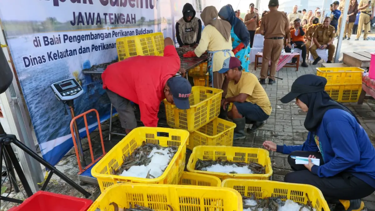 PANEN RAYA: Pemerintah Provinsi Jawa Tengah sukses melakukan panen raya udang vaname di Kawasan Industri Wijayakusuma (KIW) (ist)