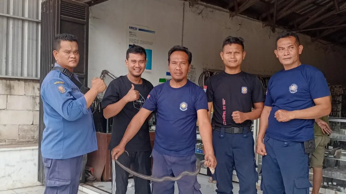 DEDIKASI: Hairudin, petugas Damkar Kabupaten Pekalongan saat mengevakuasi ular. 