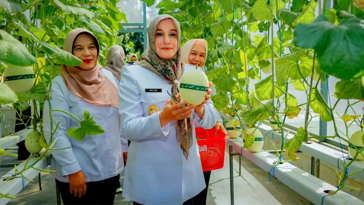 PANEN MELON : Wakil Walikota Pekalongan Hj Balgis Diab, saat panen melon premium varietas Kirana dan Dalmatian di Green House Dinperpa, Rabu (9/7/2026).(IST)