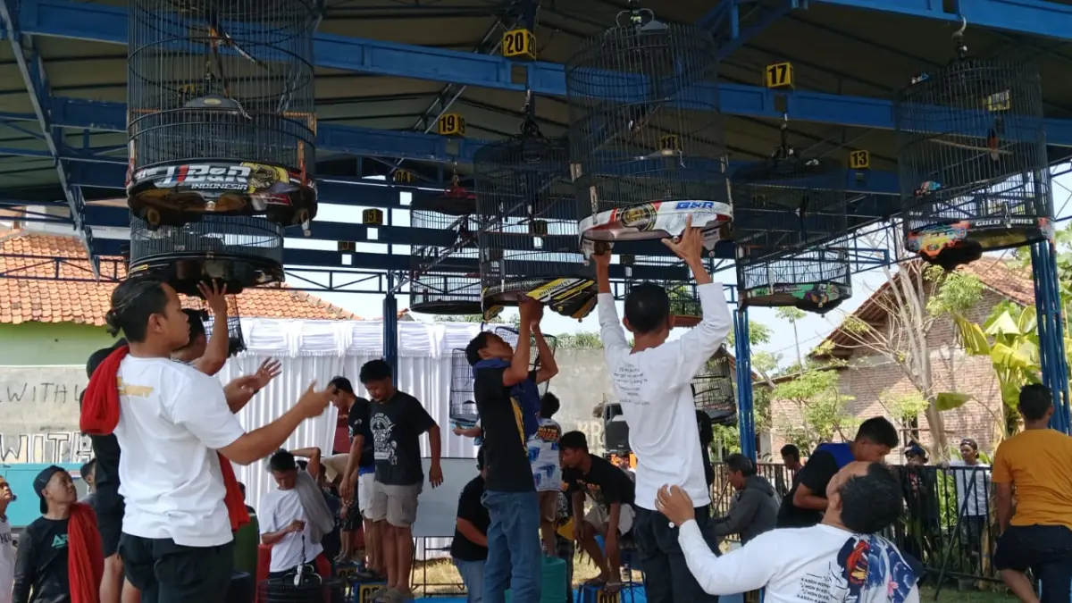 MERIAH : Nampak puluhan kacang burung saat digantang dalam lomba burung Kicau Mania Piala SBS (Syafaat Bubur Suro) 2026 di lapangan Leo Krapayak Pekalongan Utara, Minggu (12/7/2026).(Lutfi Hanafi/Jawa Pos Metro Pekalongan)