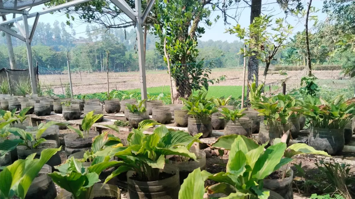 KEBUN HERBAL : Taman Herbal Bukur milik Pak Edi membudidayakan berbagai jenis tanaman obat premium, seperti kunyit hitam yang sangat dibutuhkan dalam pengobatan herbal. (MAULIDA USNA AULIA/JAWA POS METRO PEKALONGAN)