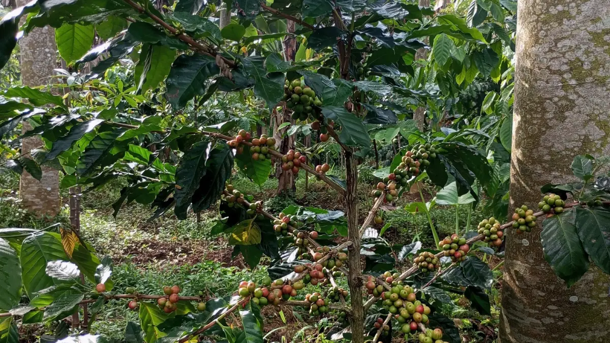 KOPI ORGANIK : Budidaya kopi premium yang dirawat di lahan khusus dengan pupuk organik, hasilnya menjadi kopi premium.	(MAULIDA USNA AULIA/JAWA POS METRO PEKALONGAN)
