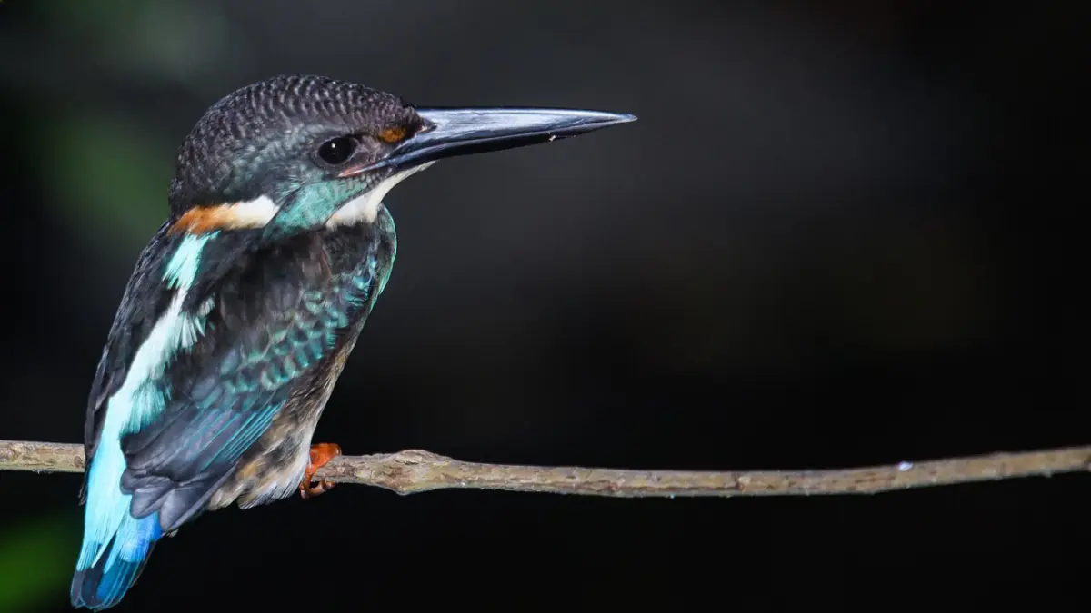 Foto : Thai National Parks