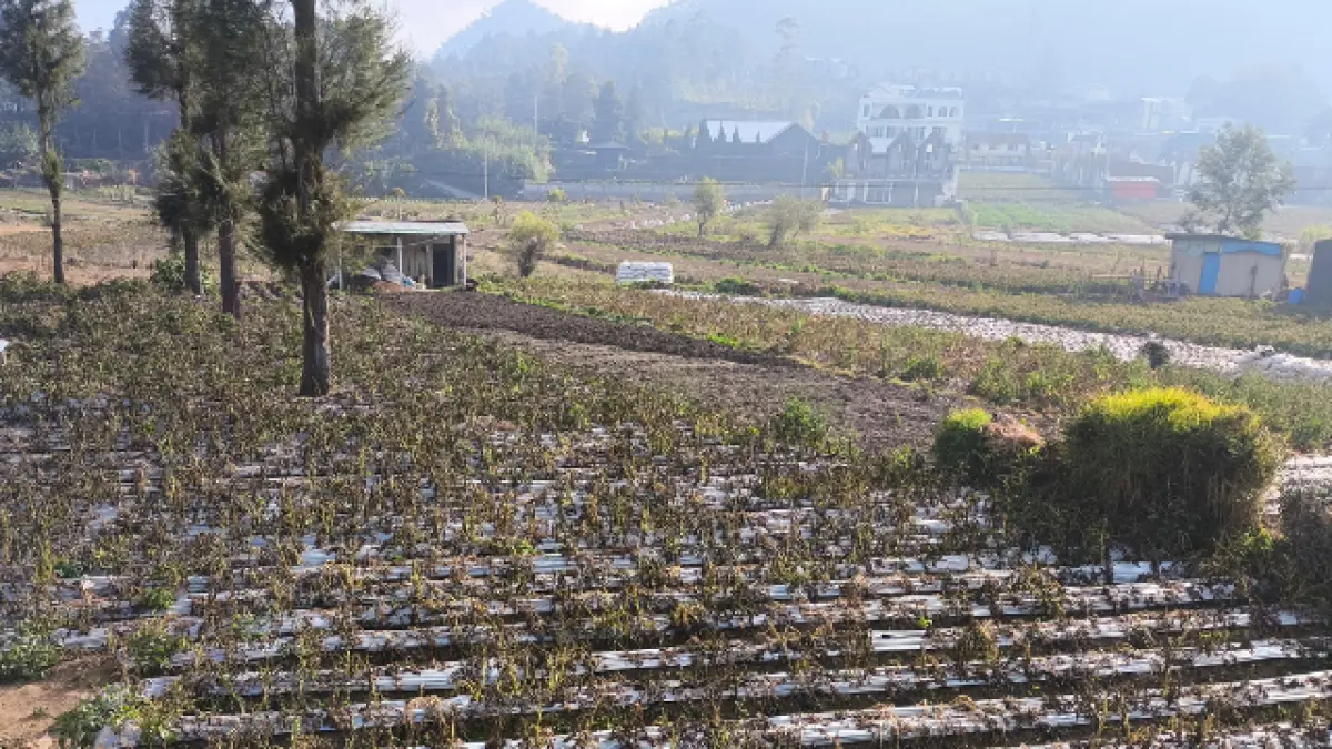 Ratusan hektare tanaman kentang yang tengah dibudidayakan petani di Kecamatan Kejajar, Kabupaten Wonosobo, terancam gagal panen. 
