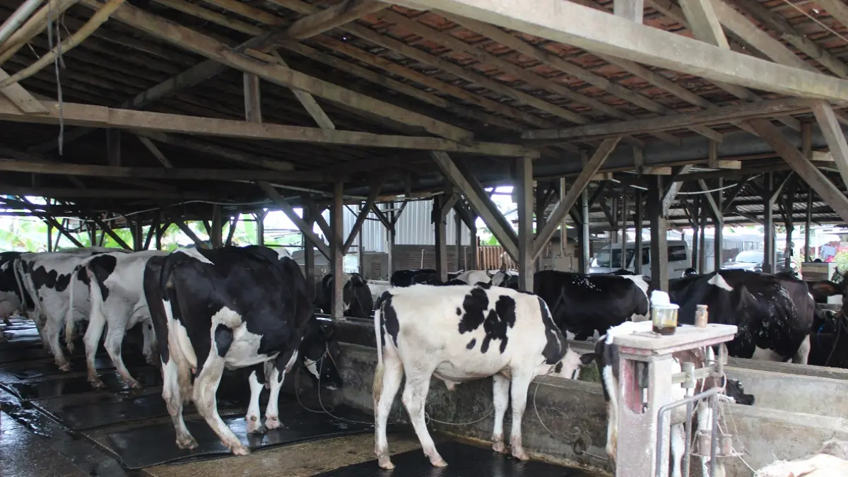 WISATA EDUKASI : Kandang Sapi (Kansa) Sari Indah di Kelurahan Yosorejo, Kecamatan Pekalongan Selatan, Kota Pekalongan, menjadi destinasi wisata edukasi untuk anak sekolah. (MOCH. FALAHUDDIN/JAWA POS METRO PEKALONGAN)