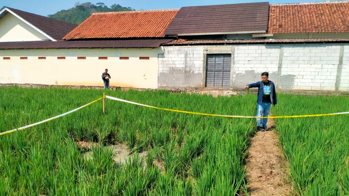 PENEMUAN MAYAT: Lokasi ditemukannya mayat perangkat Desa Kalipancur, Bojong, Kabupaten Pekalongan. (Nanang Rendi Ahmad/Jawa Pos Metro Pekalongan)