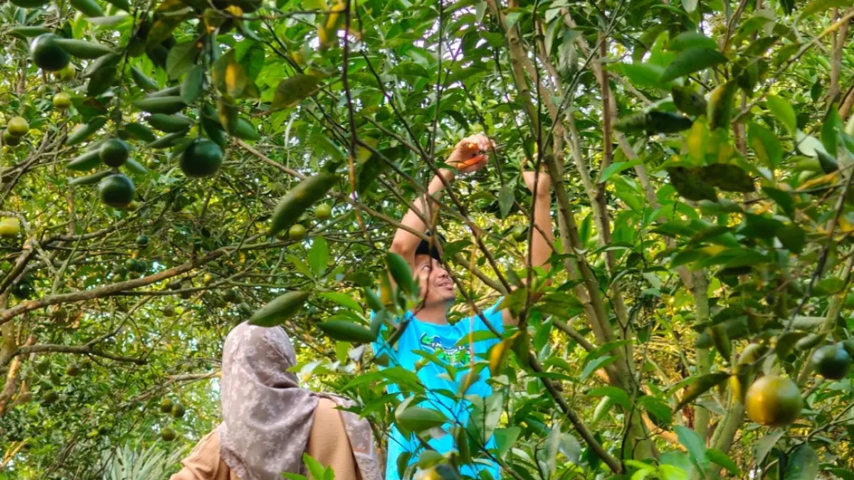 WISATA EDUKASI: Para pengunjung saat memetik buah jeruk langsung dari pohonnya.&nbsp;