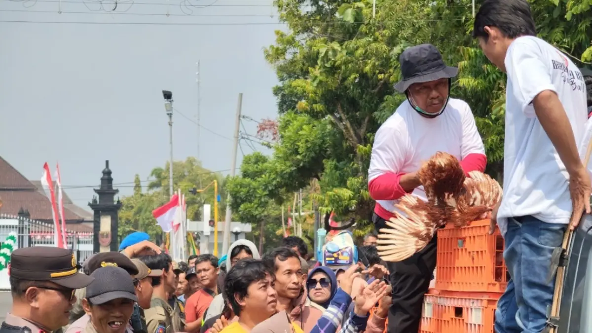PAKAN MAHAL: Peternak saat membagikan ayam pada masyarakat.