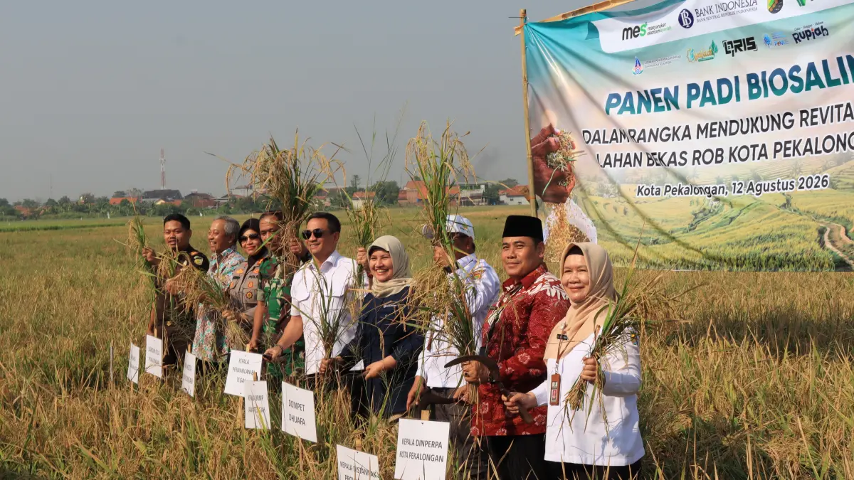 PANEN : Secara simbolis Walikota Pekalongan Af, Bersama Kepala BI KPw Tegal Bimala, serta berbagai perwakilan secara simbolis saat motong padi Biosalin panen keempat, di Lahan Eks Rob Klidungan, Kelurahan Degayu, Rabu (12/8/2026).(Lutfi Hanafi/Jawa Pos Metro Pekalongan)