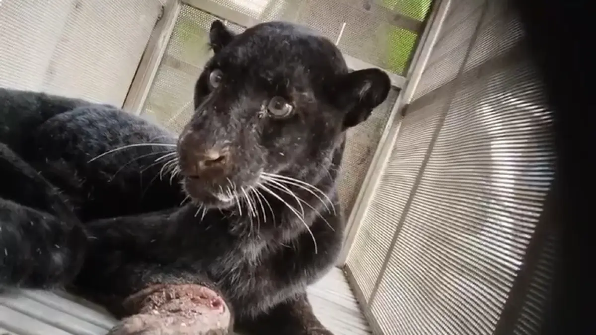Evakuasi: Kondisi macan kumbang saat dievakuasi di dalam kandang.