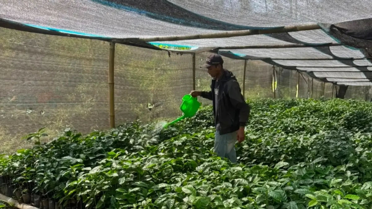 PEMBIBITAN: Penyiapan bibit kopi untuk perkebunan kopi Desa Tombo, Kecamatan Bandar.