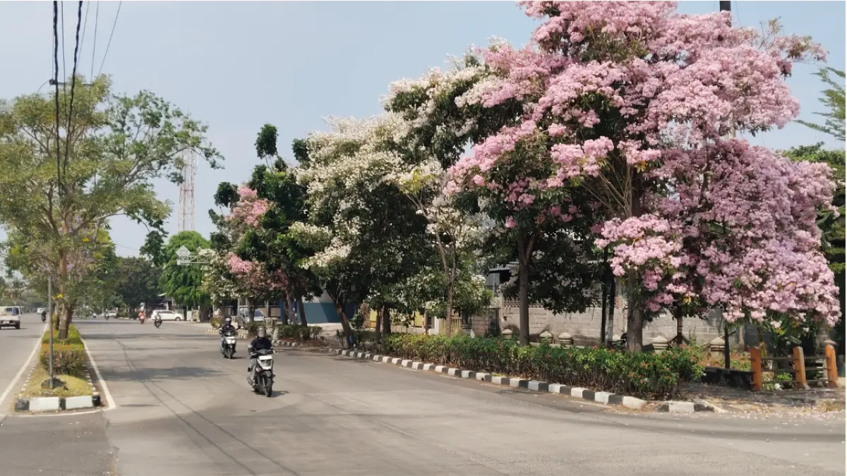 LEBIH INDAH : Bunga tabebuya di Jalan Madukoro mekar, menambah estetika Kota Semarang. (FOTO : ADENNYAR WYCAKSONO/ JAWA POS RADAR SEMARANG&nbsp;)