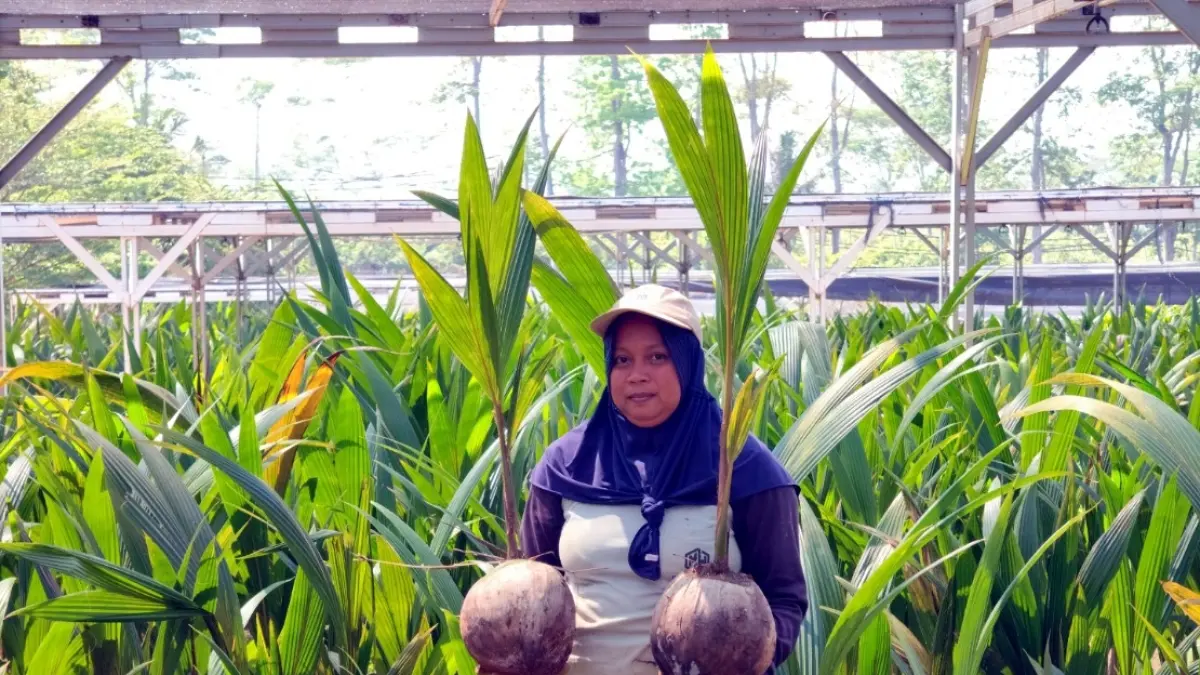 PEMBIBITAN: Pekerja saat melakukan aktivitas di Pusat Nurseri Kelapa di Kabupaten Batang.