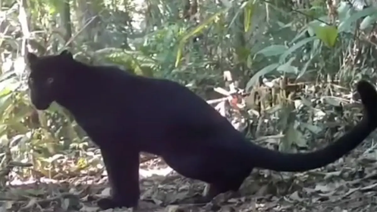 TEREKAM KAMERA: Tangkapan layar video hasil kamera trap yang dipasang oleh PPM Mendolo, merekam keberadaan dua macan tutul di hutan Desa Mendolo, Lebakbarang, Kabupaten Pekalongan. 