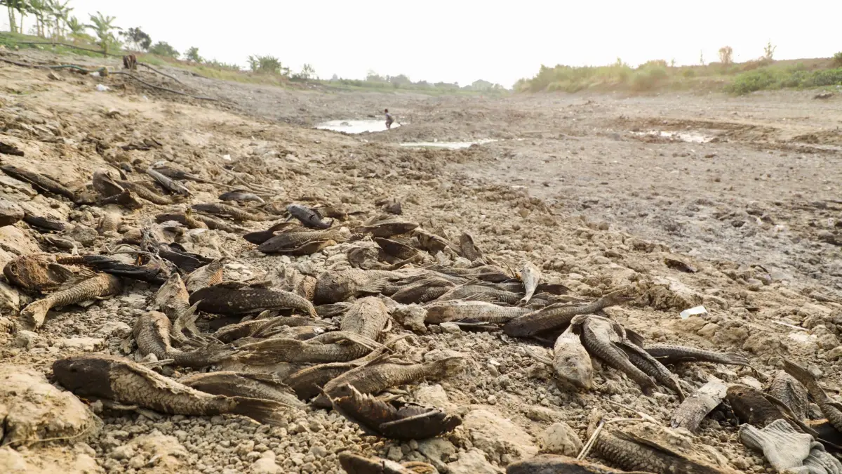 Atasi Bau Bangkai Ikan Sapu-Sapu di Pati, Gubernur Luthfi Perintahkan Kubur Pakai Alat Berat