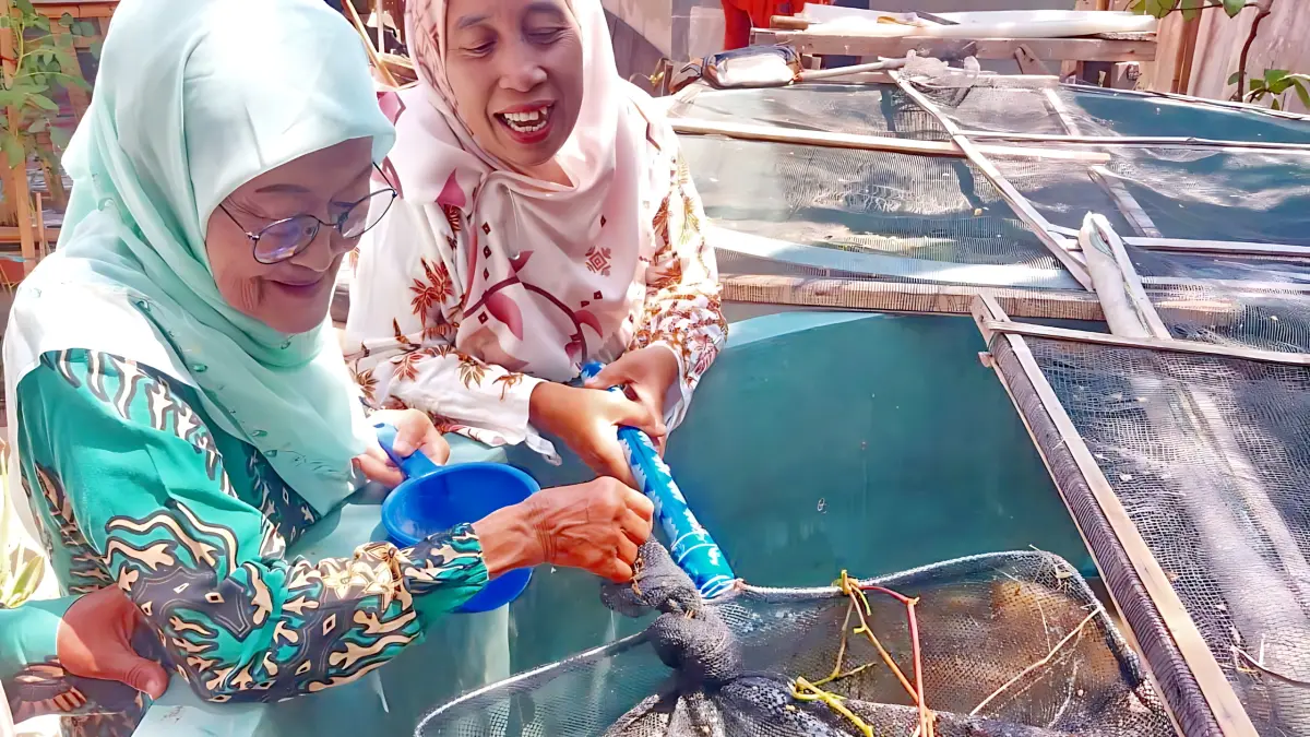 TUNJUKKAN LELE : Pengelola UFPI di Krapyak Pekalongan Utara, tunjukkan ikan lele hasil budidayanya yang akan siap dipanen.(IST)