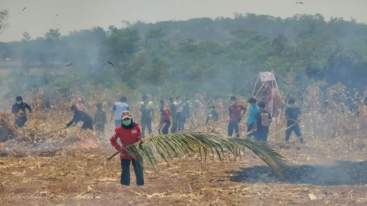 KEBAKARAN: Para petugas dan relawan berjibaku memadamkan api di lahan mebun jagung.