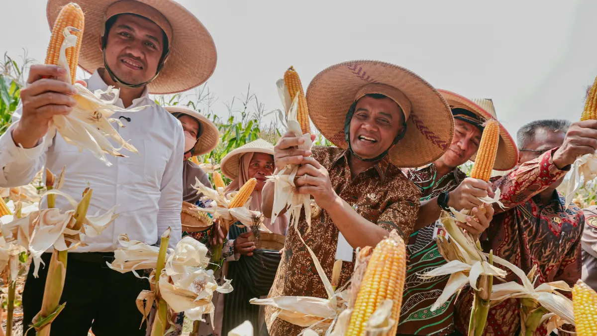 Panen Raya Jagung di lahan Gapoktan Krido Dharmo, Desa Karanganyar, Kecamatan Weru, Kabupaten Sukoharjo, Kamis (1/10/2026).