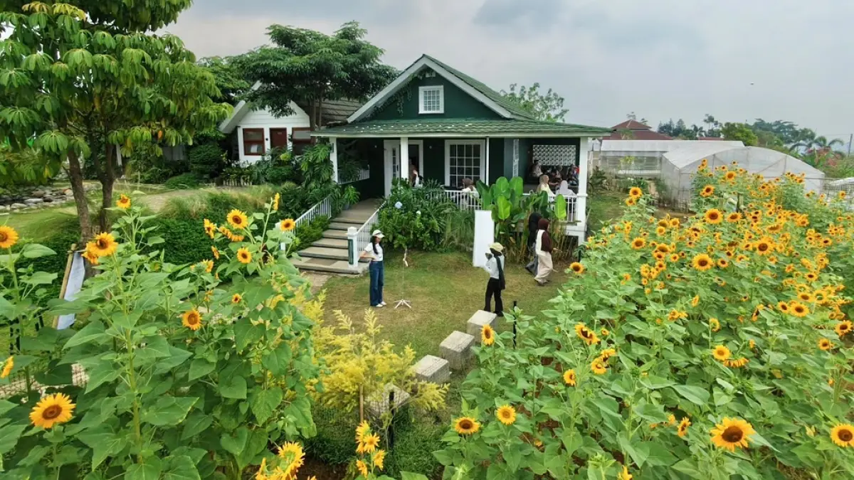 INSTAGRAMABLE: Sejumlah pengunjung mengabadikan dengan swafoto di Kebun Bunga Matahari Catra Kopi