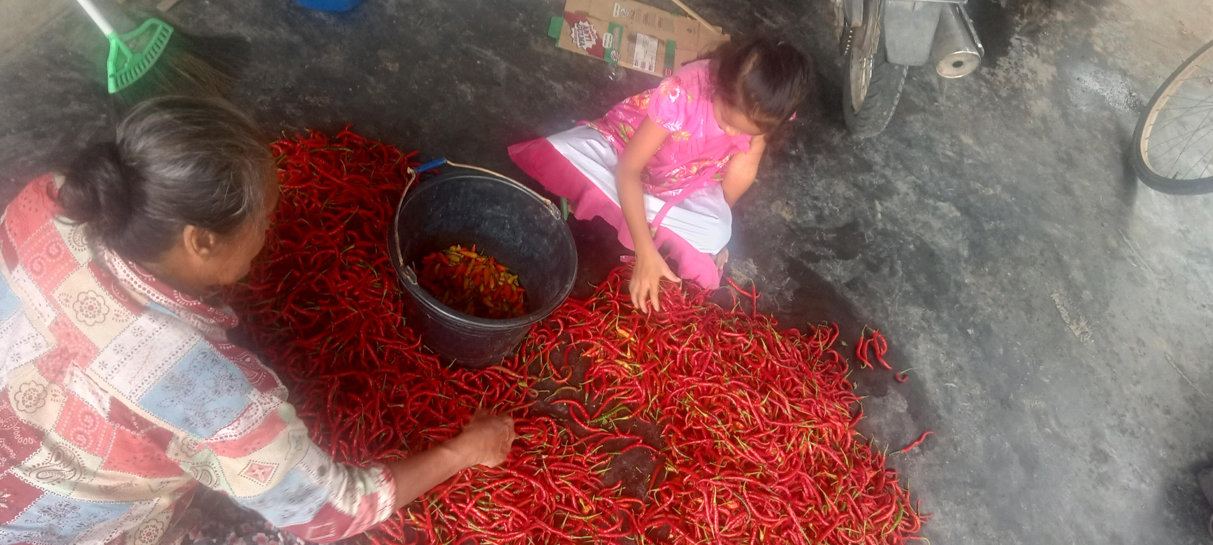 TERGIUR: Suratemi bersama cucunya sedang memilah dan memilih cabai tampar antara yang busuk dan tidak.