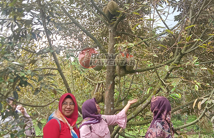 MUSIM PANEN: Pelanggan berbelanja di wisata petik durian di Desa Mronjo, Kecamatan Selopuro, Sabtu (2/12).