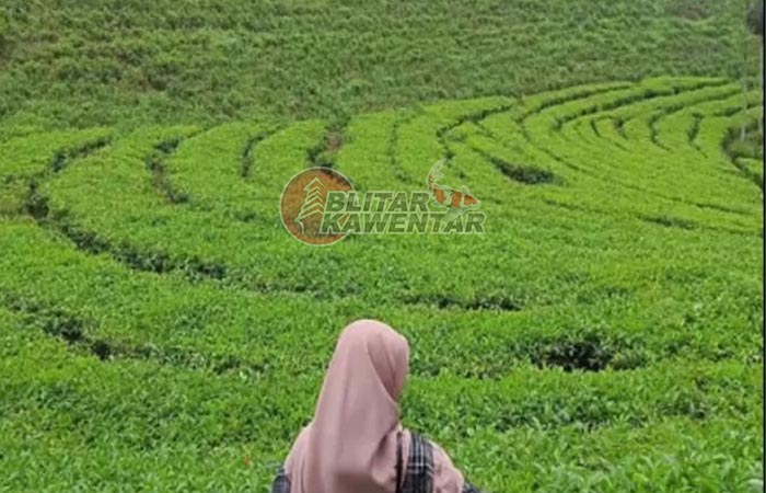 Salah satu destinasi wisata alam di Blitar yang satu ini sangat cantik pemandangannya. Tempat wisata ini juga sangat sejuk, namanya wisata alam perkebunan teh Sirah Kencong.