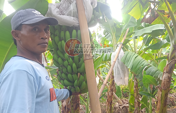 BELUM MASAK: Misdiono menunjukkan salah satu pohon pisang cavendish di kebunnya sebelum masuk masa panen