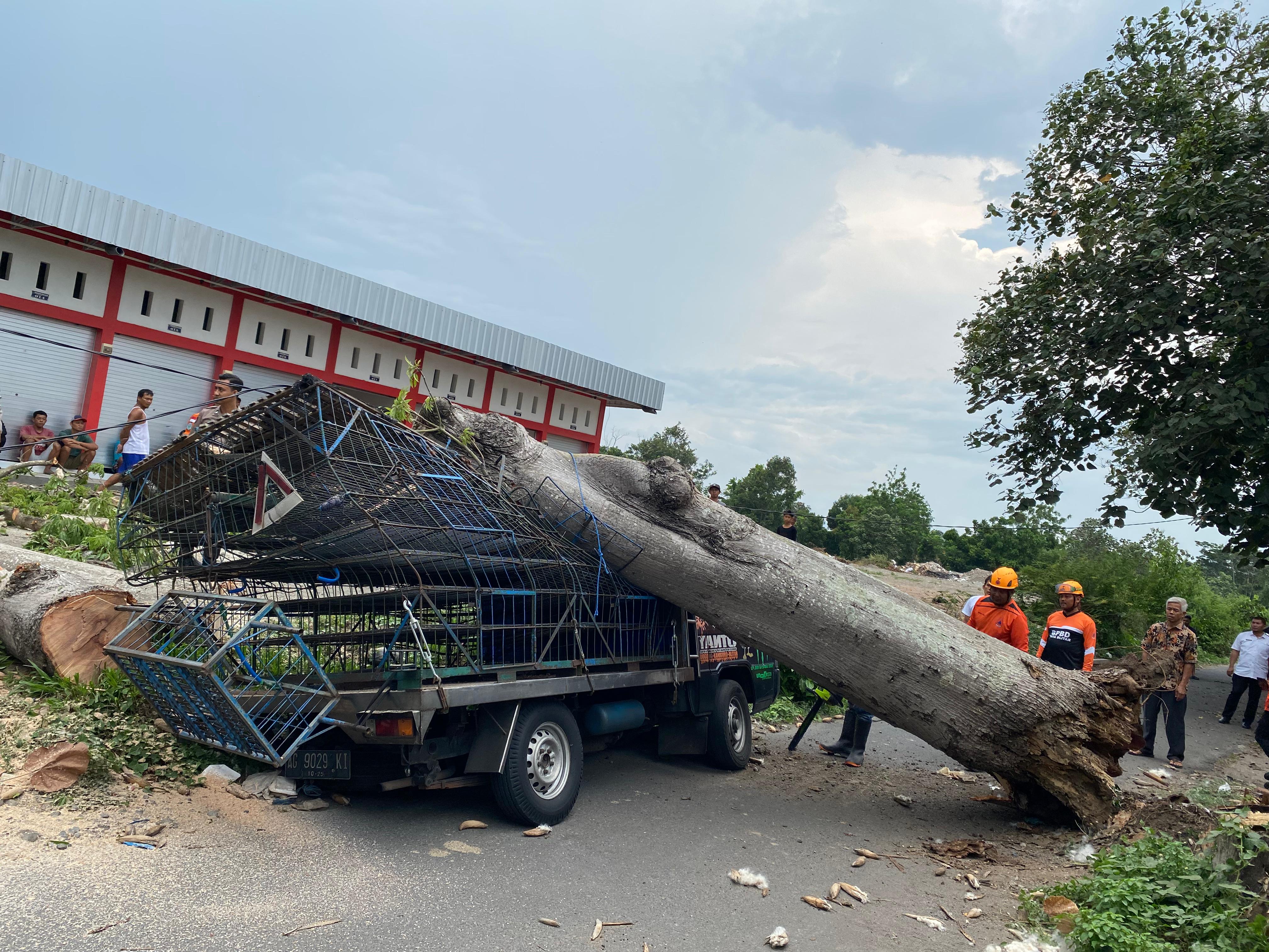 PENYOK: Pohon randu berdiameter 1 meter tumbang akibat diterjang angin kencang dan menimpa mobil pikap L 300 hingga ringsek, di Jalan Musi Barat, Kota Blitar, Rabu (3/1/2024).