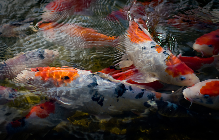 Perawatan ikan koi,dijamin sesuai ekspektasi.