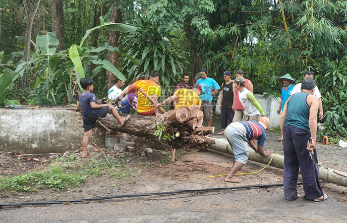 DAMPAK BENCANA: Angin kencang yang terjadi di wilayah Kabupaten Blitar Rabu (3/1/2024) menyebabkan pohon tumbang yang merusak rumah warga.